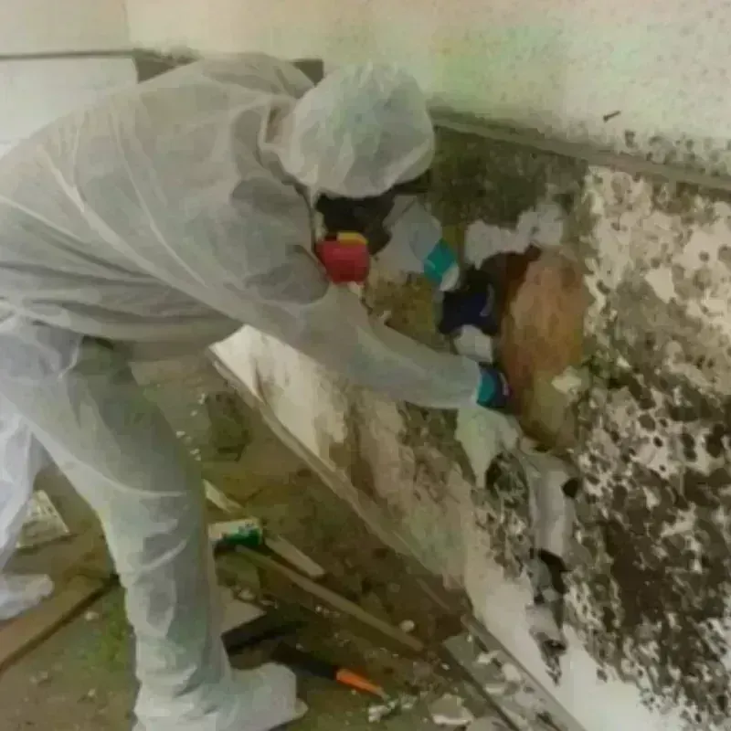 Mold Remediation and Removal in Meridian, CO